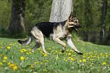 BERGER ALLEMAND 1008